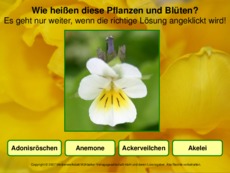 Blumen-erkennen-1.pdf